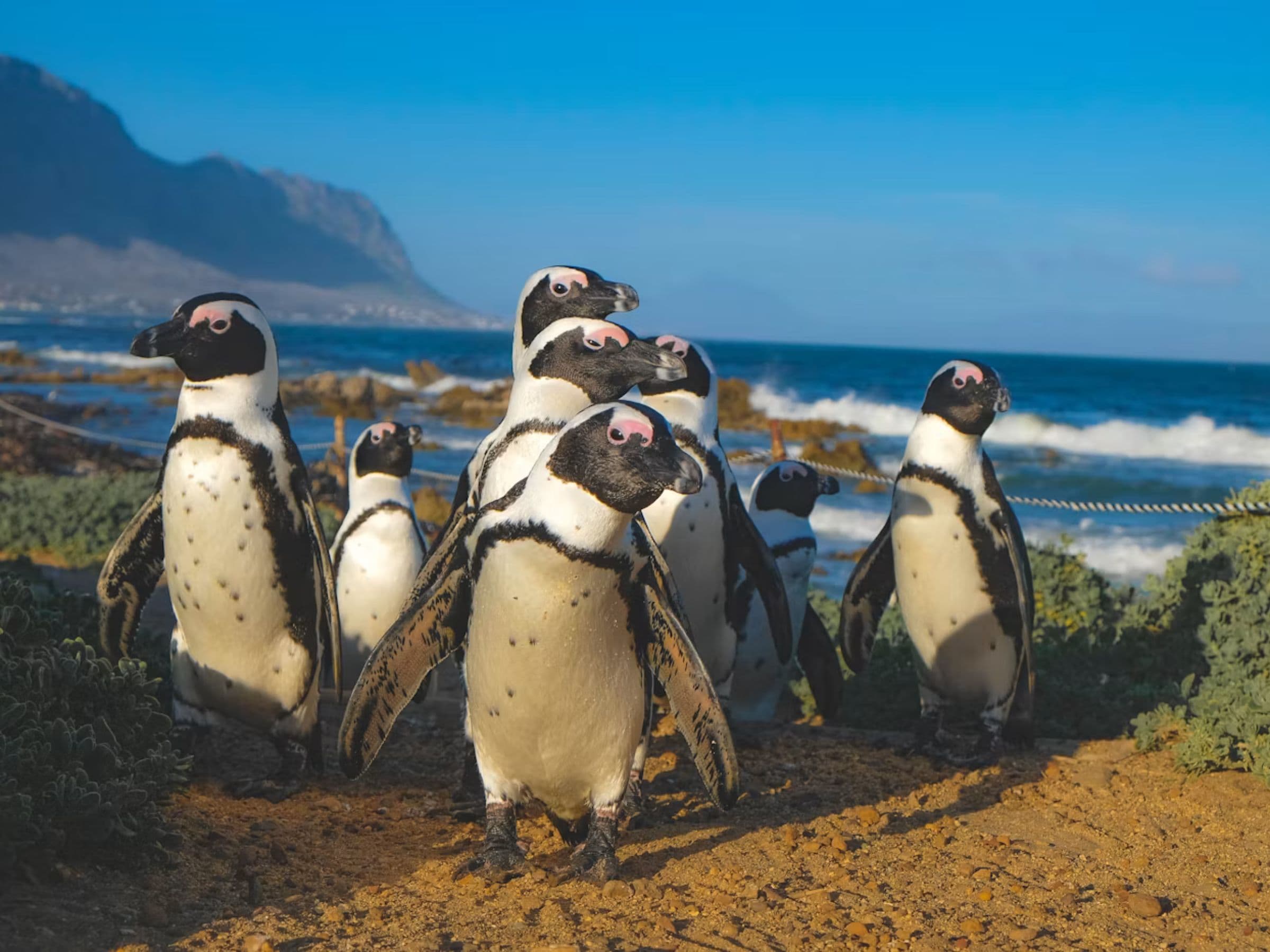 Mauritius and South Africa