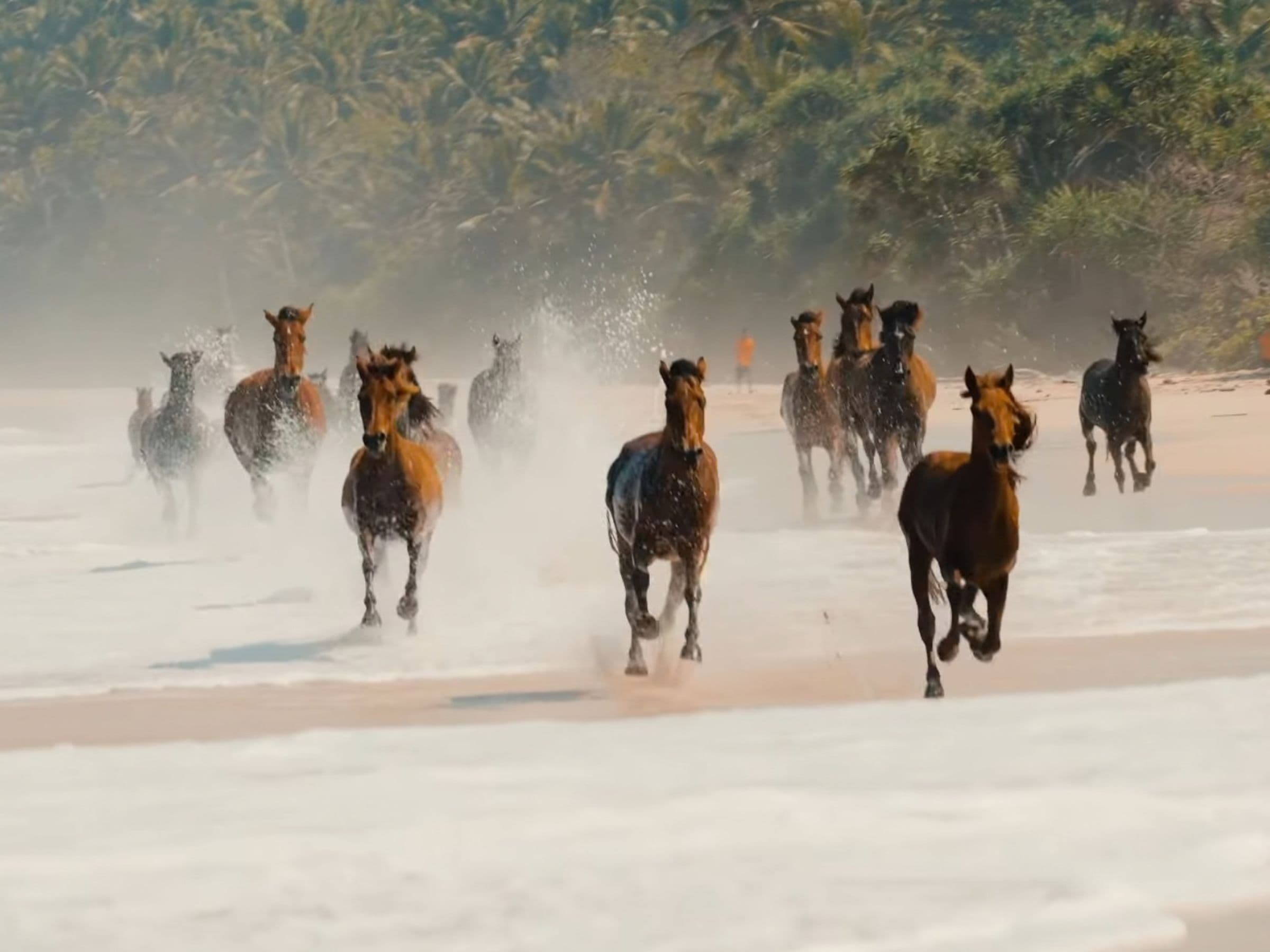 Wild horses on the savannah hills of Sumba, Indonesia
